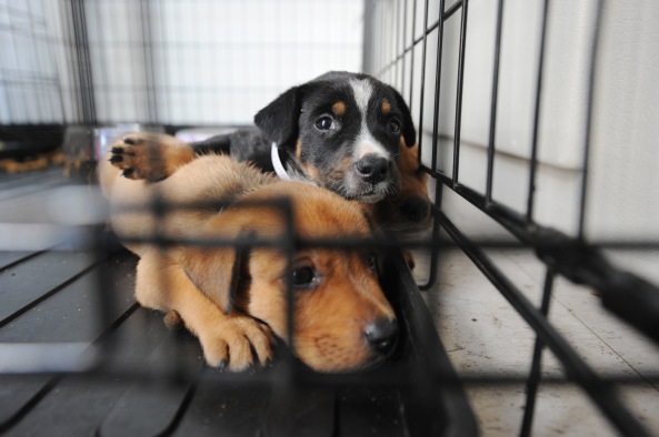 FEMA_-_38417_-_Dogs_at_a_shelter_for_displaced_pets_in_Texas